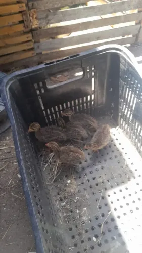 Filhotes de Guiné francês Leia a descrição 