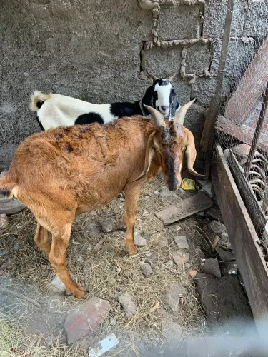 Cabras 