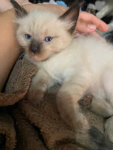 Doando esses lindos gatinhos! Sou de Nilópolis ! 