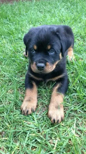 vendo filhote de Rottweilere procuro femea para cruzamento 