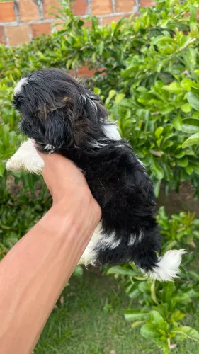 Filhotes de shih tzu 