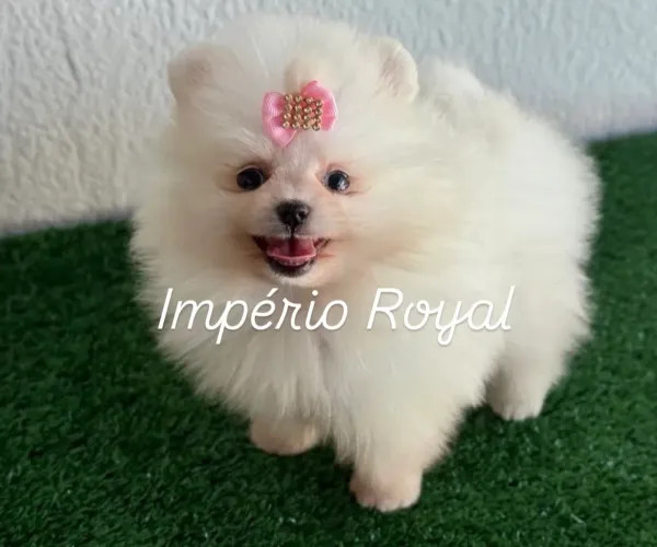 Spitz Lulu da pomerania anã Fêmea ! Em até 10 x no Cartão