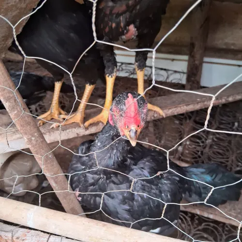 Assel rajhar murg