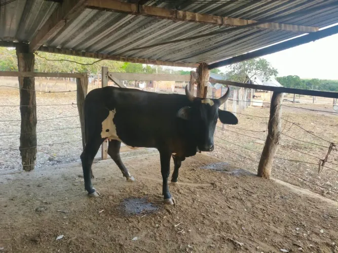 Vendo Novilhas e Vacas leiteiras