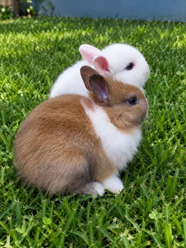 Coelho anão netherland Dwarf