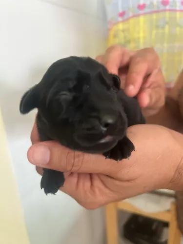 Cachorros Labrador Filhotes 