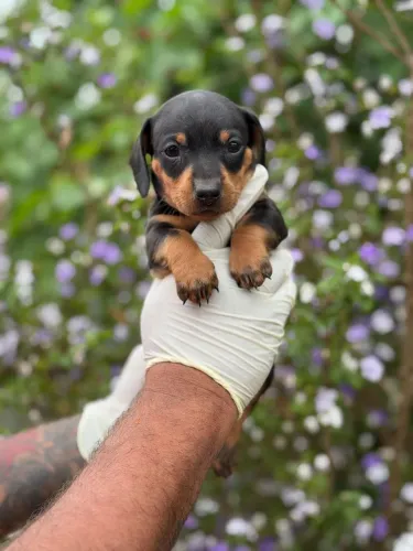 Dachshund | Filhotes lindos disponíveis 