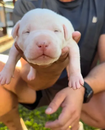 ? Filhotes de American Bully XL ? Linhagem Selecionada ?.