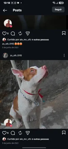Animal doméstico pittbul 5 anos vacinado
