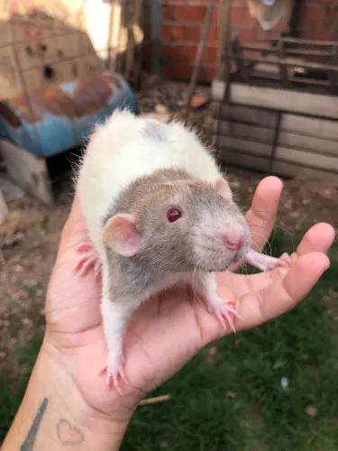 Ratos Twister Machos 