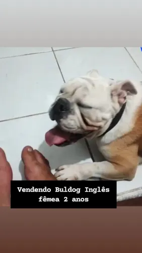 Linda Bulldog inglês fêmea adulta