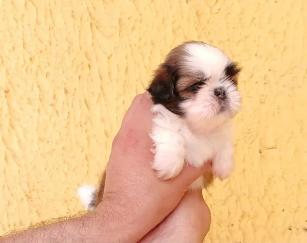 Shih tzu MiNi ORIGINAL FOFOS FOFOS FOFOS!