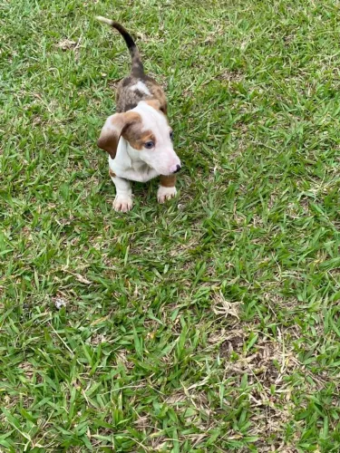 Salsichinha macho arlequim $2.000,00