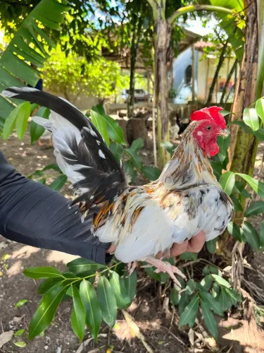 Galo garnisé 