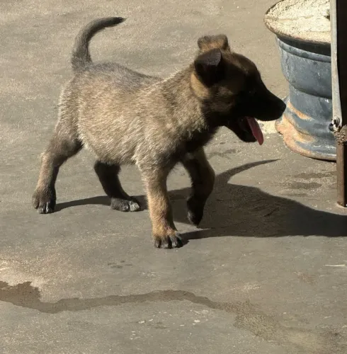 Vende-se filhotes de Pastor Malinois