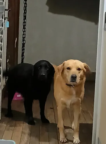Doação labrador caramelo
