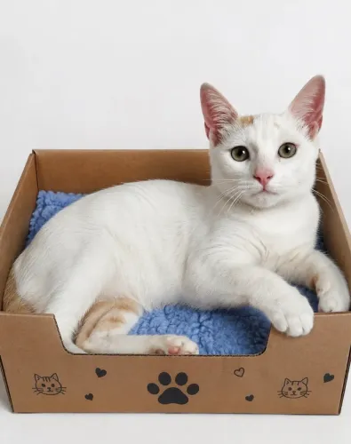 Gatinho adoção responsável