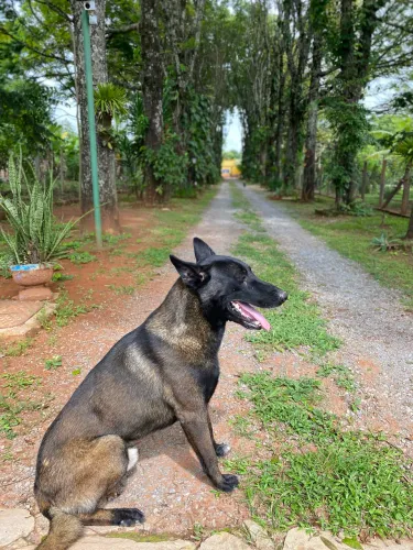 Vendo filhotes de pastor Malinois.