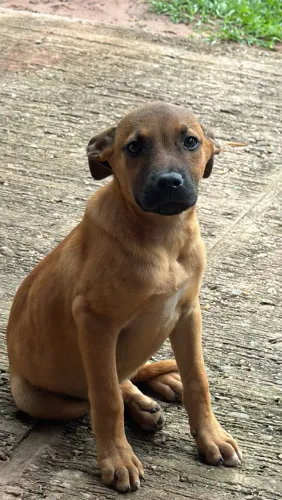 Filhote de boxer