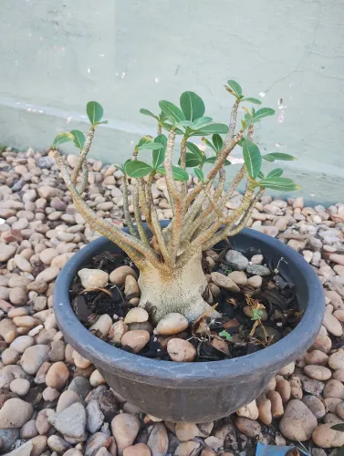 Rosa do deserto tipo Bonsai.