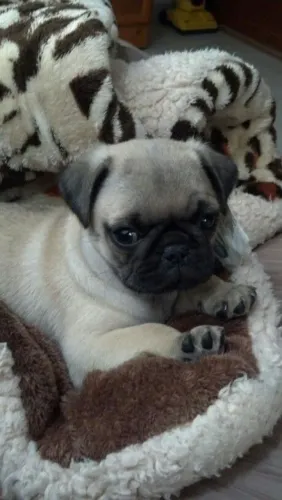 Pug Doguinho cheio de fofura esperando por você para ser feliz