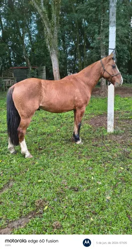 Cavalo crioulo 