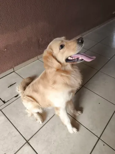 Golden Retriever macho 
