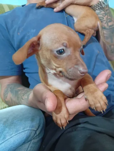 Pinscher n1
