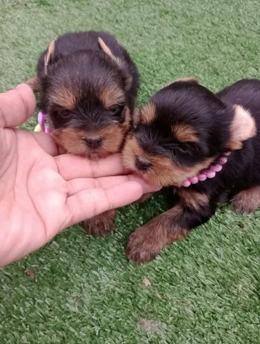 Yorkshire fêmeas com pedigree, entregamos em 10x no Cartão.