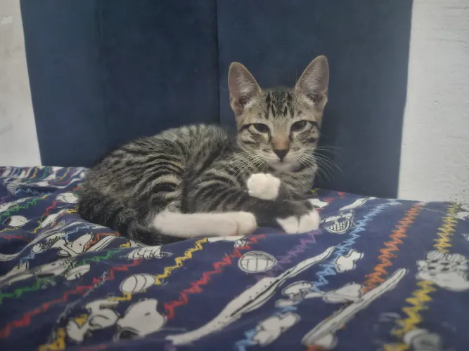 Gato macho para adoção