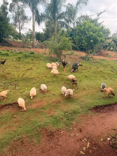 Angolas a venda