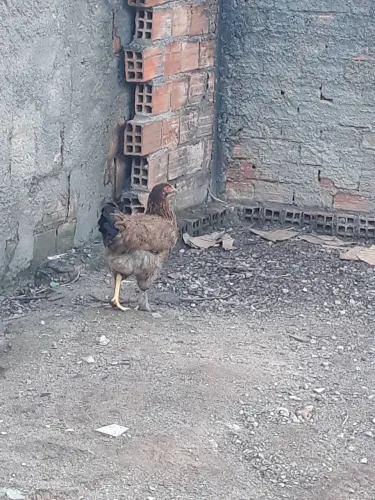 Galinha Brahma 
