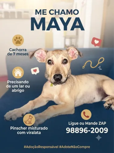 Cachorrinha fêmea precisando de um lar!