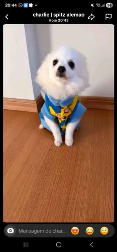 Lulu da pomerana / spistz alemão fêmea