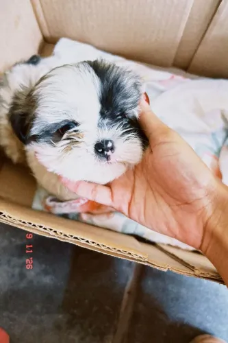 Shitzu bebê