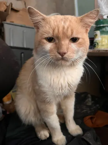 Gato macho castrado para adoção