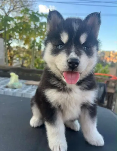 Husky siberiano filhotes fofinhos