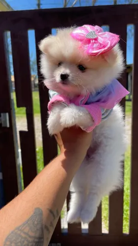 Filhotes de Lulu da Pomerania 