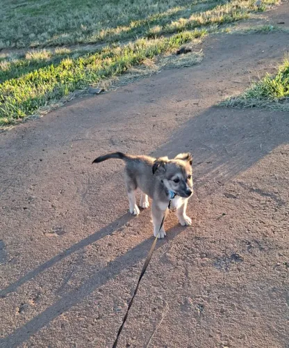 Doa-se cachorro vira lata, porte médio ja vacinado, dócil e brincalhão. 