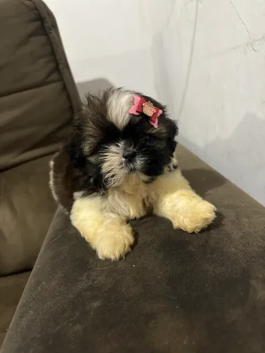 Shih tzu