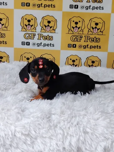 Dashchund salsicha femea micro teckel cofap