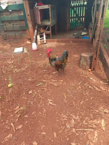 Vendo ou troco frangos
