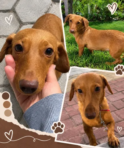 VENDE-SE SALSICHA ( DACHSHUND) 1 ANO