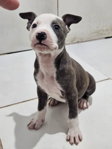 FILHOTES DE PITBULL