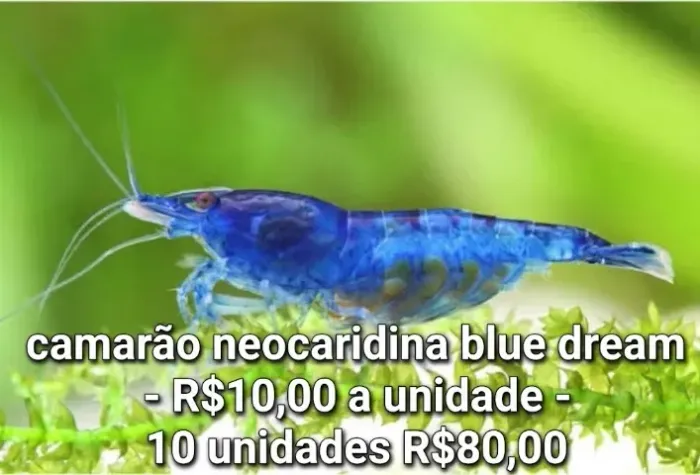Artigos de aquarismo e plantas de aquário