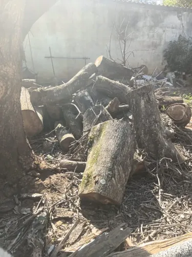 Doação de tronco de mandeira