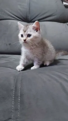 British Shorthair