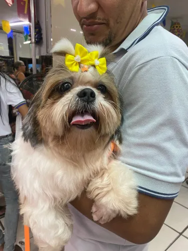Shitzu procuro macho pra cruzar 