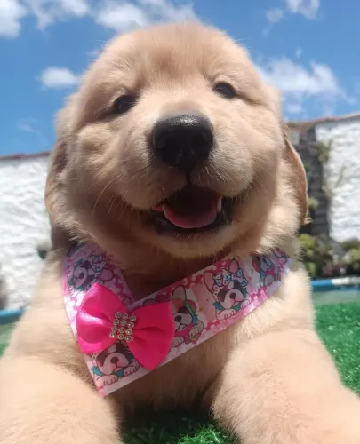 Golden Retriever parcelamos no cartão