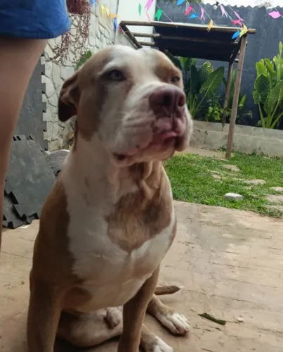 Pitbull macho - Procuro fêmea para tirar ninhada
